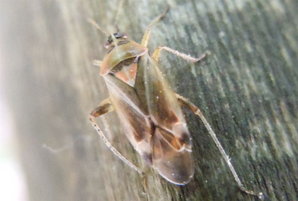 Miridae: Harpocera thoracica della Campania (CE)